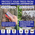 Spotted Lantern Fly Trap for Trees. 3 Sticky Fly Paper Rolls - Image 2